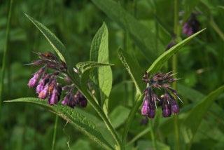 Symphytum officinale Gewone smeerwortel bestellen